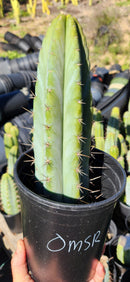 #EC128 Trichocereus Peruvianus Old Man Stand OMS Ornamental Cactus Cutting & Potted
