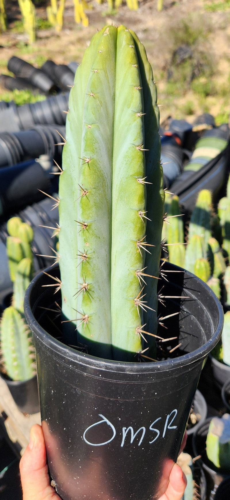 EC128 Trichocereus Peruvianus Old Man Stand OMS Ornamental Cactus Cut