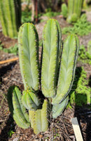 #EC128 Trichocereus Peruvianus Old Man Stand OMS Ornamental Cactus Cutting & Potted