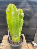 #EC129 EXACT Trichocereus Pachanoi "Jiimz Long Spine" Ornamental Cactus 13.5”