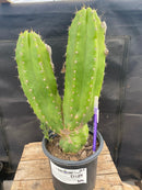 #EC129 EXACT Trichocereus Pachanoi "Jiimz Long Spine" Ornamental Cactus 13.5”