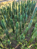 #EC13 EXACT Trichocereus Pachanoi #46 Cactus Potted & Cuttings