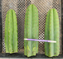 #EC13 EXACT Trichocereus Pachanoi #46 Cactus Potted & Cuttings