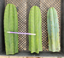 #EC13 EXACT Trichocereus Pachanoi #46 Cactus Potted & Cuttings