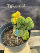 #EC131 EXACT Trichocereus Pachanoi Variegated Crested Cactus