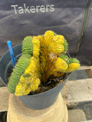 #EC131 EXACT Trichocereus Pachanoi Variegated Crested Cactus