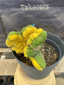 #EC131 EXACT Trichocereus Pachanoi Variegated Crested Cactus