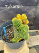#EC131 EXACT Trichocereus Pachanoi Variegated Crested Cactus