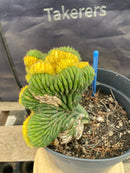 #EC131 EXACT Trichocereus Pachanoi Variegated Crested Cactus