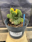 #EC131 EXACT Trichocereus Pachanoi Variegated Crested Cactus