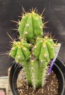 #EC132 EXACT Trichocereus Pachanoi Sohongopamba OP Landrace Cactus cuttings & potted