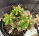 #EC132 EXACT Trichocereus Pachanoi Sohongopamba OP Landrace Cactus cuttings & potted