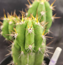 #EC132 EXACT Trichocereus Pachanoi Sohongopamba OP Landrace Cactus cuttings & potted