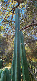 #EC132 EXACT Trichocereus Pachanoi Sohongopamba OP Landrace Cactus cuttings & potted