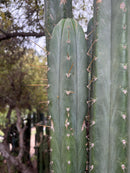 #EC132 EXACT Trichocereus Pachanoi Sohongopamba OP Landrace Cactus cuttings & potted