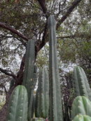 #EC132 EXACT Trichocereus Pachanoi Sohongopamba OP Landrace Cactus cuttings & potted