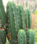 #EC132 EXACT Trichocereus Pachanoi Sohongopamba OP Landrace Cactus cuttings & potted