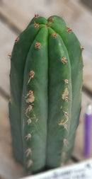 #EC132 EXACT Trichocereus Pachanoi Sohongopamba OP Landrace Cactus cuttings & potted