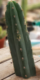 #EC132 EXACT Trichocereus Pachanoi Sohongopamba OP Landrace Cactus cuttings & potted