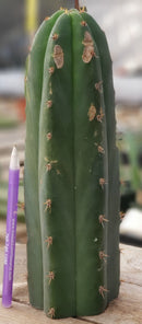 #EC132 EXACT Trichocereus Pachanoi Sohongopamba OP Landrace Cactus cuttings & potted