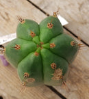 #EC132 EXACT Trichocereus Pachanoi Sohongopamba OP Landrace Cactus cuttings & potted