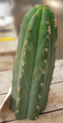 #EC132 EXACT Trichocereus Pachanoi Sohongopamba OP Landrace Cactus cuttings & potted