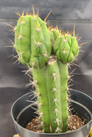 #EC132 EXACT Trichocereus Pachanoi Sohongopamba OP Landrace Cactus cuttings & potted