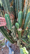 #EC132 EXACT Trichocereus Pachanoi Sohongopamba OP Landrace Cactus cuttings & potted