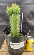 #EC132 EXACT Trichocereus Pachanoi Sohongopamba OP Landrace Cactus cuttings & potted