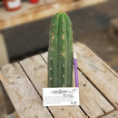 #EC132 EXACT Trichocereus Pachanoi Sohongopamba OP Landrace Cactus cuttings & potted