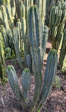 #EC133 EXACT Trichocereus Bridgesoid "Boulder" Cactus 8-9"