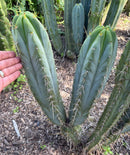 #EC133 EXACT Trichocereus Bridgesoid "Boulder" Cactus 8-9"