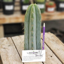 #EC133 EXACT Trichocereus Bridgesoid "Boulder" Cactus 8-9"