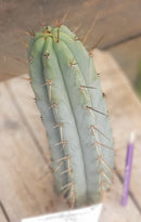 #EC133 EXACT Trichocereus Bridgesoid "Boulder" Cactus 8-9"
