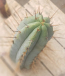 #EC133 EXACT Trichocereus Bridgesoid "Boulder" Cactus 8-9"