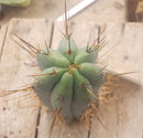 #EC133 EXACT Trichocereus Bridgesoid "Boulder" Cactus 8-9"