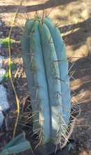 #EC133 EXACT Trichocereus Bridgesoid "Boulder" Cactus 8-9"