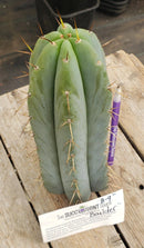 #EC133 EXACT Trichocereus Bridgesoid "Boulder" Cactus 8-9"