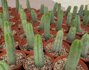#EC134 EXACT Trichocereus Bridgesii Jiimz Cactus Potted approx. 6-8"