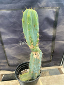 #EC135 EXACT Trichocereus Lost Label Cactus 18”