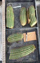 #EC136 EXACT Trichocereus Hybrid Volcanic Sunset Cactus Cutting