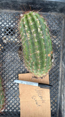 #EC136 EXACT Trichocereus Hybrid Volcanic Sunset Cactus Cutting