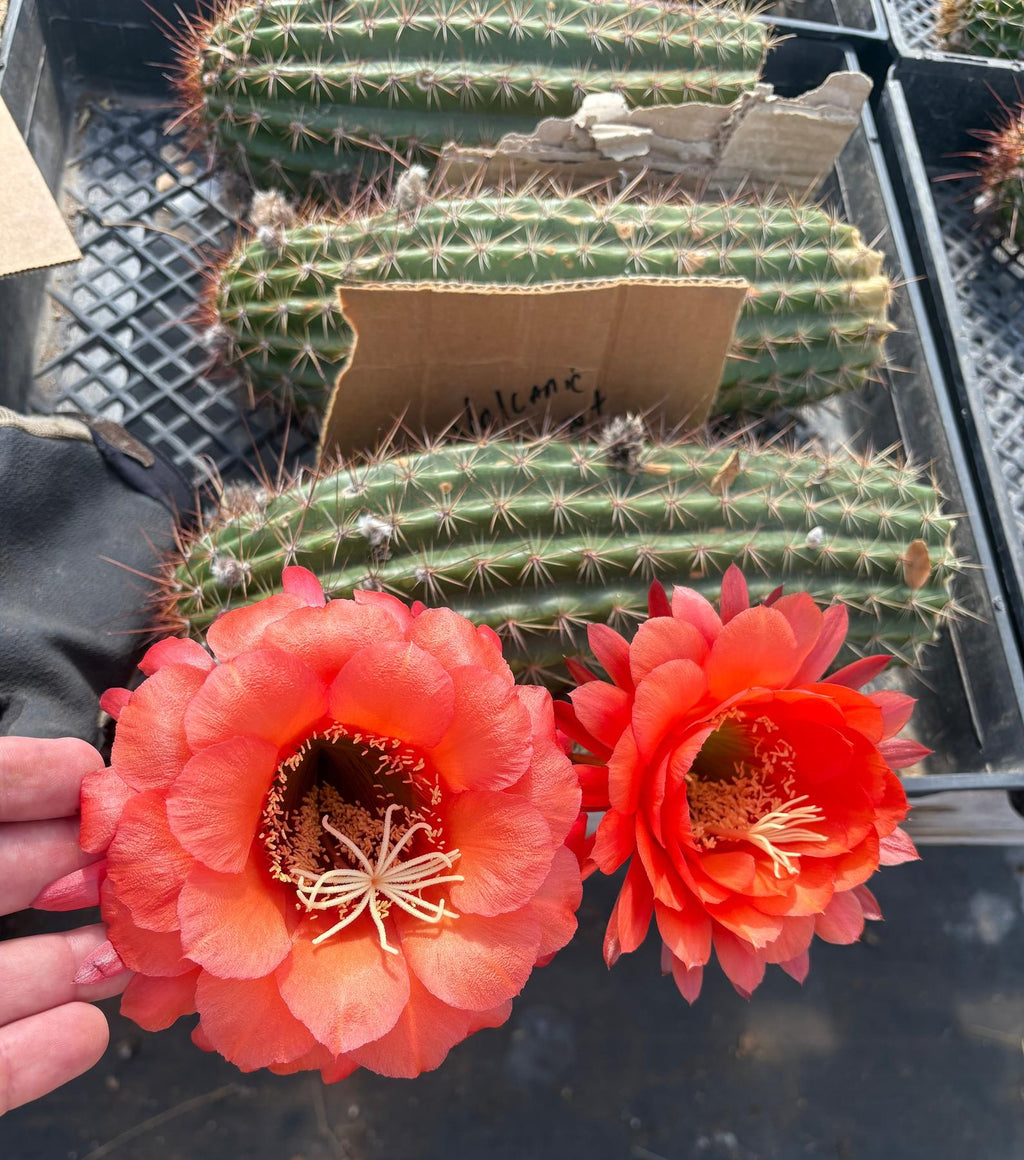 EC136 EXACT Trichocereus Hybrid Volcanic Sunset Cactus Cutting