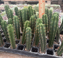 #EC137 EXACT  Trichocereus Hybrid Bridgesii Ribshifter X Bridgesii Melti Cactus Seedling 6-7”