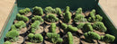 #EC139 EXACT Trichocereus Pachanoi Crested Cactus in 8" WE CHOOSE