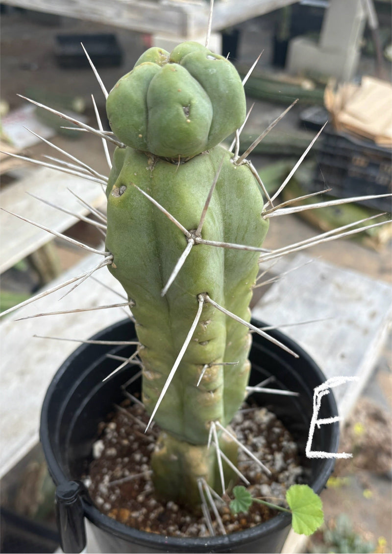 EC14 Exact Trichocereus Bridgesii 
