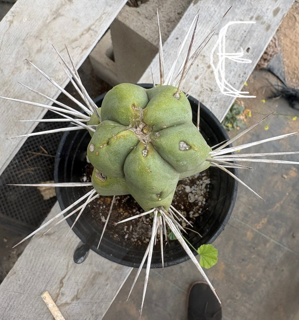 EC14 Exact Trichocereus Bridgesii 
