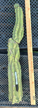 #EC140 EXACT Trichocereus Pachanoi Monstrose TPM Cactus 28”