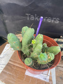#EC141 EXACT Trichocereus Bridgesii Monstrose TBM Penis  Cactus Potted
