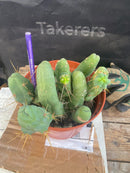 #EC141 EXACT Trichocereus Bridgesii Monstrose TBM Penis  Cactus Potted